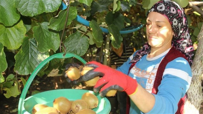 5 dönüm araziden 70 bin lira gelir elde ediyorlar