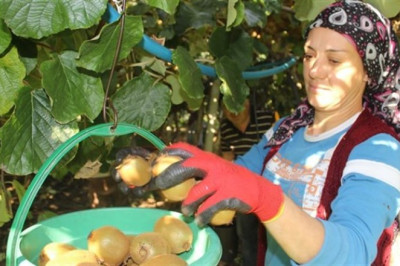 5 dönüm araziden 70 bin lira gelir elde ediyorlar