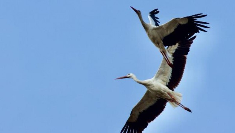Leylekler, Anadolu üstünden Afrika'ya göç yolunda