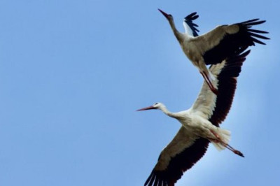 Leylekler, Anadolu üstünden Afrika'ya göç yolunda