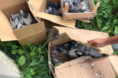 Yalova'da 50 bin lira değerindeki güvercinleri çalan hırsızlar yakalandı