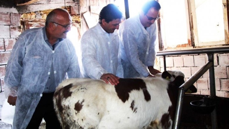 Yalova'da Buzağı Ölümleri Yüzde 3'ün Altına Düşürülecek