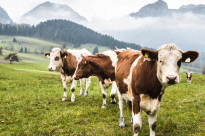 35 yıl sonra ilk kez görüldü! Şehirde hayvan nakli yasaklandı