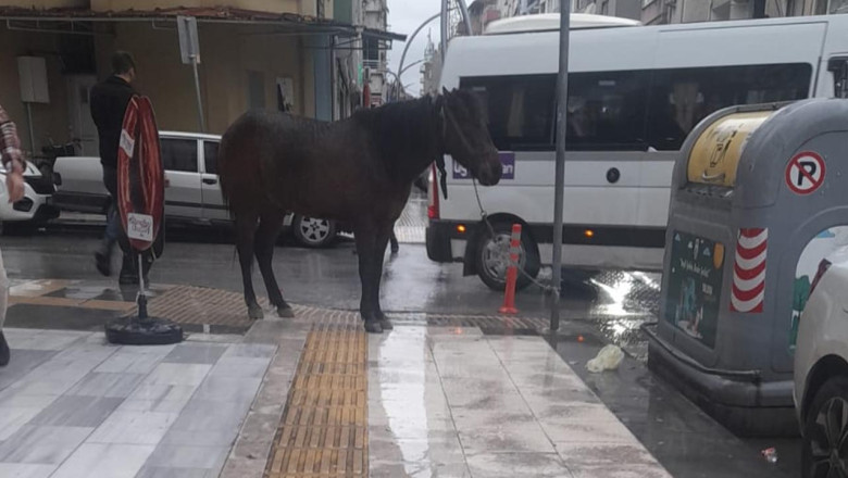 Yalova’da Absürt Olay: Engelli Yolundaki Trafik Levhasına At Bağlandı