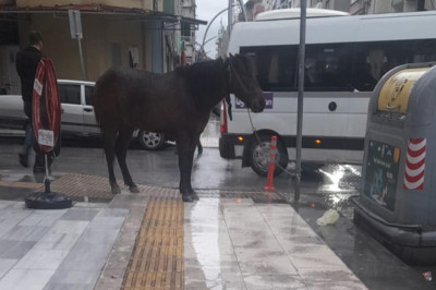 Yalova’da Absürt Olay: Engelli Yolundaki Trafik Levhasına At Bağlandı
