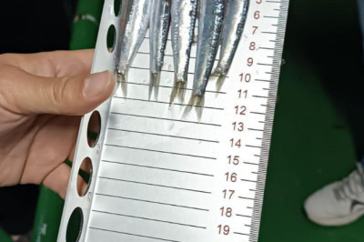 Bodrum’da hamsi avına çıkanlara yönelik denetim gerçekleştirdi