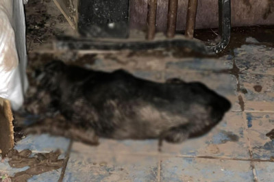 Gemlik'te 6 Köpek ve 1 Kedi Zehirlenerek Öldürüldü