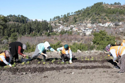 Safran ve salep fideleri Manavgat'ta toprakla buluştu