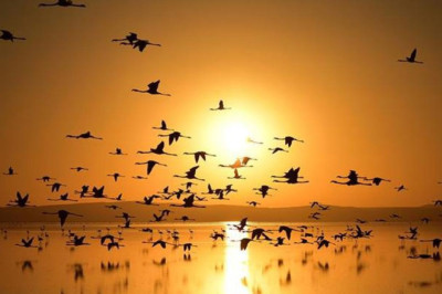 ABD'de kuşlarla ilgili ilginç araştırma...