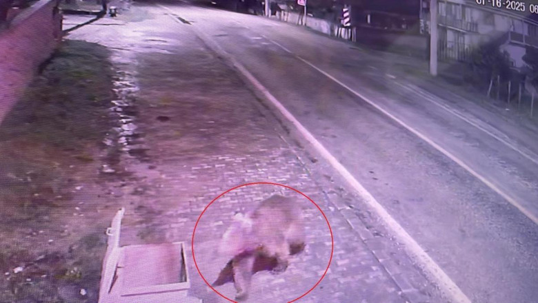 Bursa'da Koruma Altındaki Bozayılardan Biri Barınaktan Kaçtı