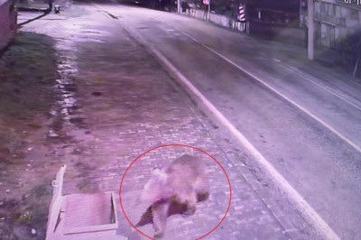 Bursa'da Koruma Altındaki Bozayılardan Biri Barınaktan Kaçtı