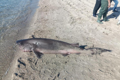 Yürüyüş yaparken sahilde 2.5 metrelik 'camgöz' buldular