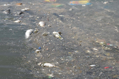 İzmir Körfezi'ndeki kirlilik ve balık ölümlerine soruşturma
