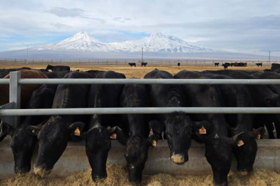 Kırsalda Bereket, Hayvancılığa Destek Projesi Başlıyor