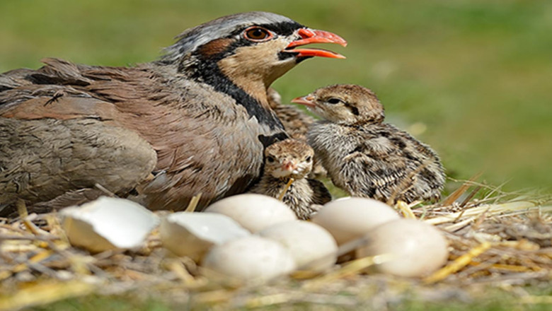Avcılar Dikkat: Av Yasağı Başlıyor!