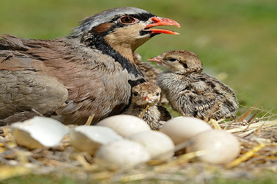 Avcılar Dikkat: Av Yasağı Başlıyor!