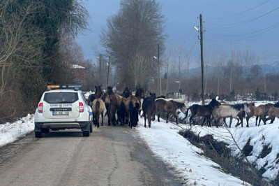 Samsun’da başıboş atlar ekipleri harekete geçirdi