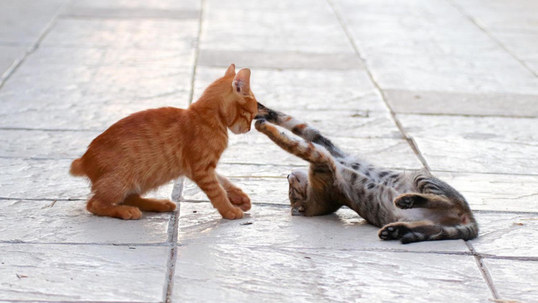 Gürel’den Sokak Hayvanları Çağrısı!