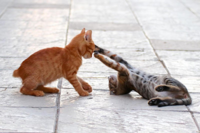 Gürel’den Sokak Hayvanları Çağrısı!