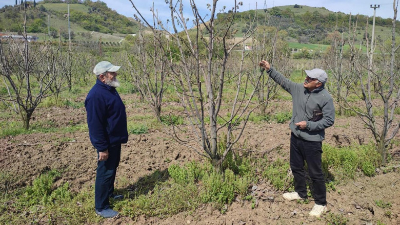Zirai Don Felaketi 34 İlde Üreticiyi Vurdu
