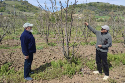 Zirai Don Felaketi 34 İlde Üreticiyi Vurdu