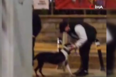 İstanbul'da pitbull cinsi köpeğini diğer hayvanların üstüne saldı