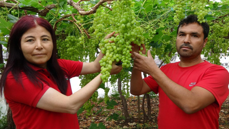Yalova İncisi, Mersin’de Hasat Ediliyor!