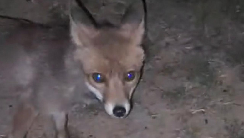 Yalova'da Ormanlık Alanda İnsanların Yanına Gelen Tilki Kamerada