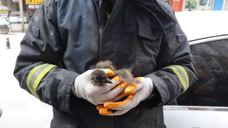 Yalova’da Düşen Martı Yavrusu Kurtarıldı