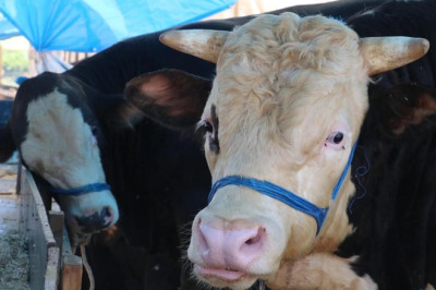 Yalova’da Kurban Pazarı Kuruluyor!