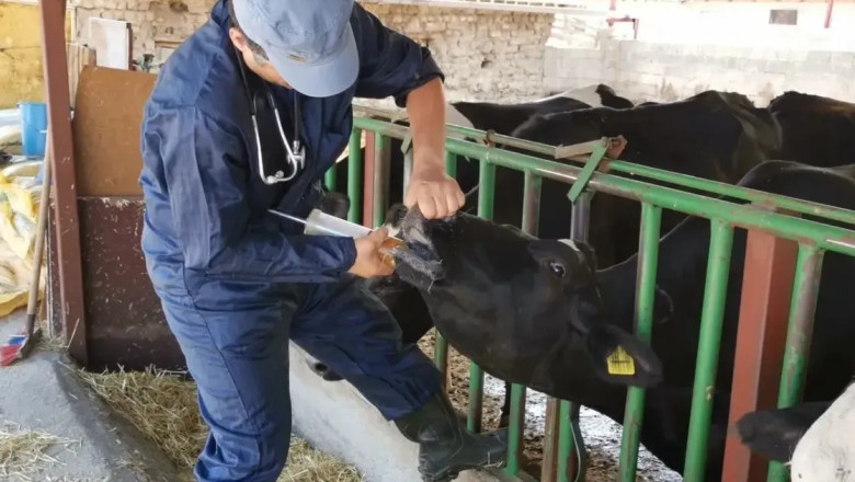 Çiftçinin belini veteriner masrafları büktü