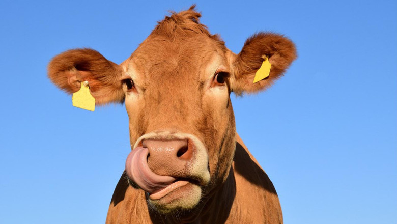 Yalova’da Kurban Pazarı Her Yıl Daha da Kötüye Gidiyor
