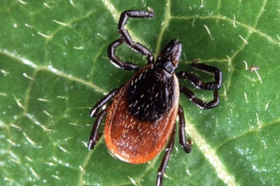 Kırım Kongo Alarmı: Kene Isırığında İlk Müdahale Rehberi