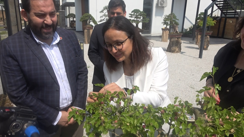 Yalova Bonsai Müzesi'nde Dut Hasadı Heyecanı