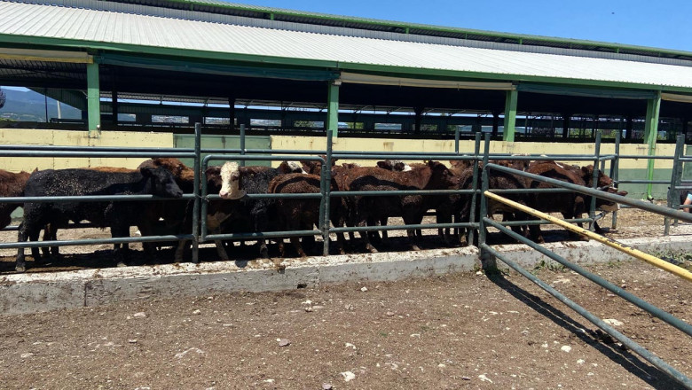 İthal Hayvanlara Sağlık Taraması