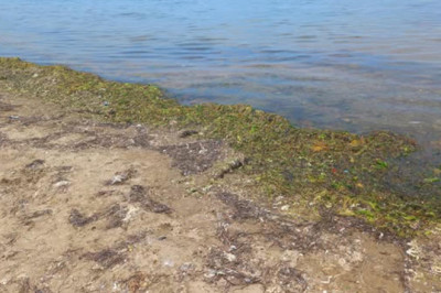 Çandır’dan Yalova Belediyesi’ne Taş: Bu Deniz Yosunlarıyla Krem Yapalım!