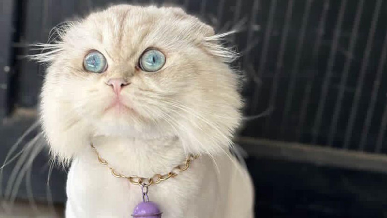 Vegas’ı Gören Var Mı?