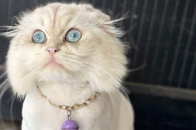 Vegas’ı Gören Var Mı?