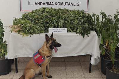 Çınarcık’ta 199 Kök Kenevir Ele Geçirildi: 1 Kişi Tutuklandı