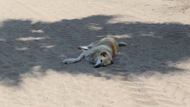 Can Dostlara Destek Zamanı