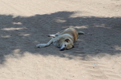 Can Dostlara Destek Zamanı