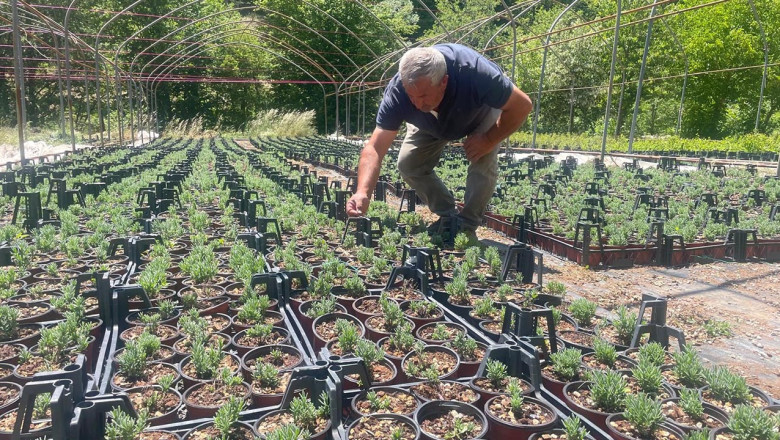 Uludağ Etekleri Lavanta Kokacak