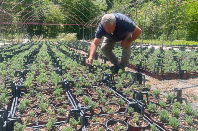 Uludağ Etekleri Lavanta Kokacak