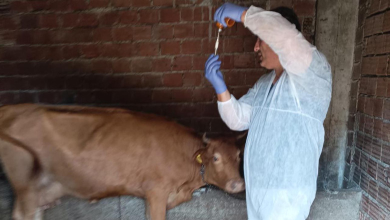 Şap Hastalığına Karşı 13 Bin Büyükbaş Hayvan Aşılanıyor