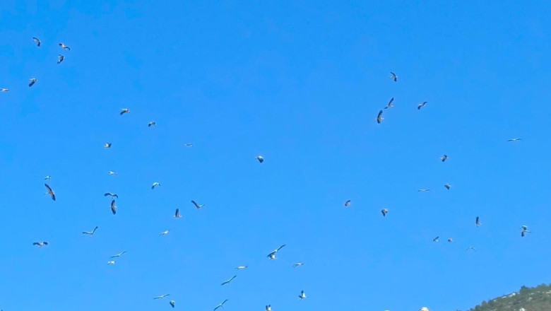 Yalova’da Leylek Göçü Başladı