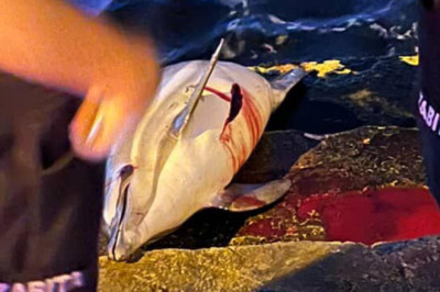 Yalova Sahilinde Ölü Yunus Bulundu