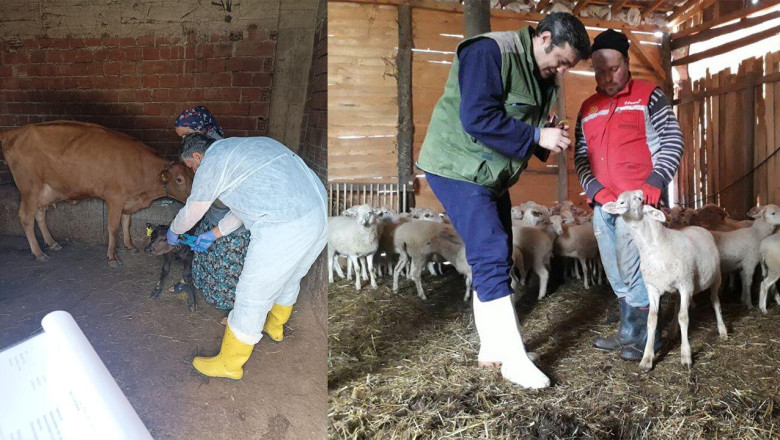 Buzağı ve Kuzu Destek Başvuruları Başladı