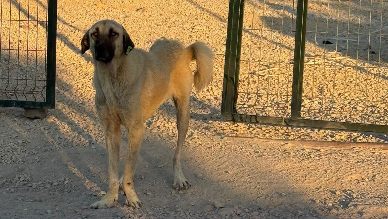 Yalova’da Köpekler Barınaktan Kaçtı