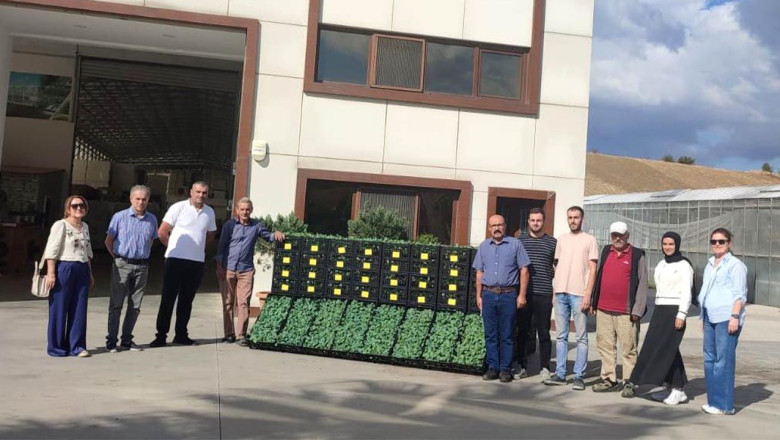 60 Bin Lahana Fidesi 12 Üreticiye Teslim Edildi