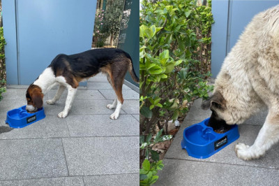 “Sevgimiz, Enerjimiz Sizinle” Projesi Sokak Hayvanlarına Umut Olmaya Devam Ediyor